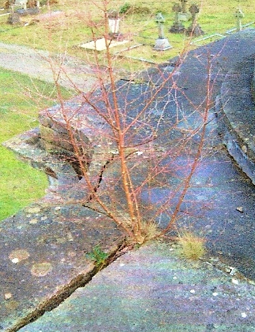 Vegetation forcing slabs apart on the roof of the Columbarium, Brookwood Cemetery