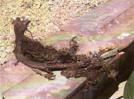 Tree root removed from the roof of the Drake mausoleum, Brookwood Cemetery