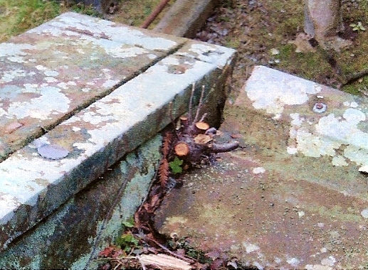 Vegetation forcing the pediment of the Drake mausoleum to open